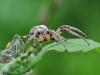 Larinioides cornutus